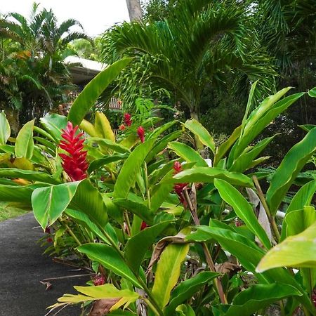 Color Garden - Studio Martinique Сент-Анн Екстер'єр фото