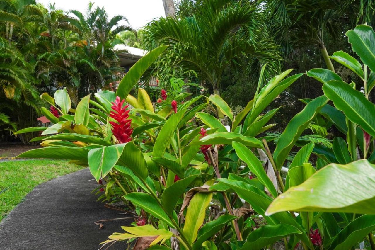 Color Garden - Studio Martinique Сент-Анн Екстер'єр фото